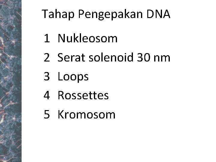 Tahap Pengepakan DNA 1 2 3 4 5 Nukleosom Serat solenoid 30 nm Loops