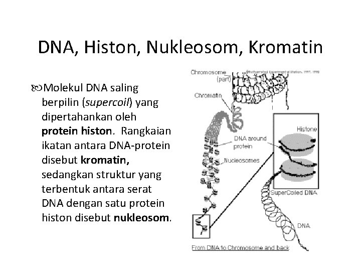 DNA, Histon, Nukleosom, Kromatin Molekul DNA saling berpilin (supercoil) yang dipertahankan oleh protein histon.