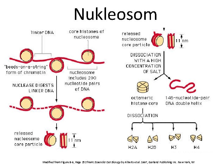 Nukleosom Modified from Figure 8 -9, Page 252 from: Essential Cell Biology by Alberts