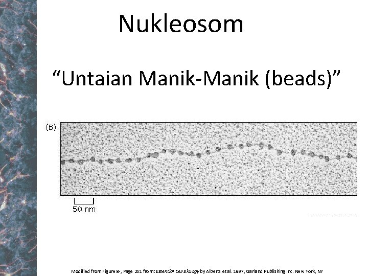 Nukleosom “Untaian Manik-Manik (beads)” Modified from Figure 8 -, Page 251 from: Essential Cell