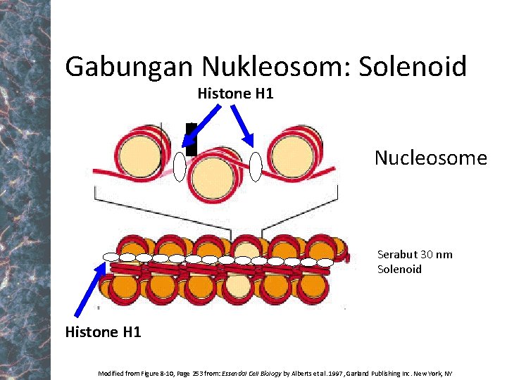 Gabungan Nukleosom: Solenoid Histone H 1 Nucleosome Serabut 30 nm Solenoid Histone H 1
