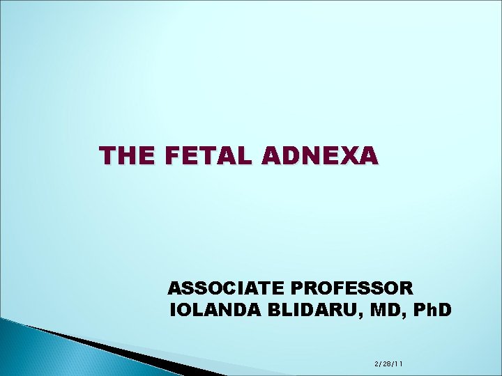 THE FETAL ADNEXA ASSOCIATE PROFESSOR IOLANDA BLIDARU, MD, Ph. D 2/28/11 