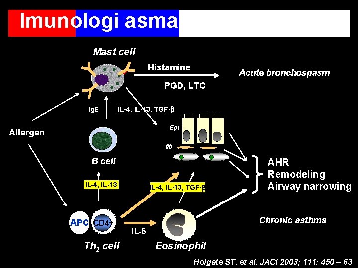 Imunologi asma Mast cell Histamine Acute bronchospasm PGD, LTC Ig. E IL-4, IL-13, TGF-b