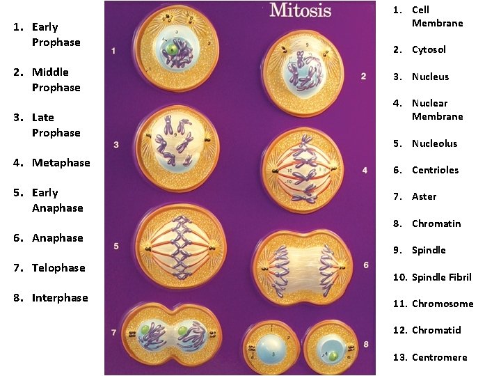 1. Early Prophase 2. Middle Prophase 3. Late Prophase 4. Metaphase 5. Early Anaphase 1. Early Prophase 2. Middle Prophase 3. Late Prophase 4. Metaphase 5. Early Anaphase