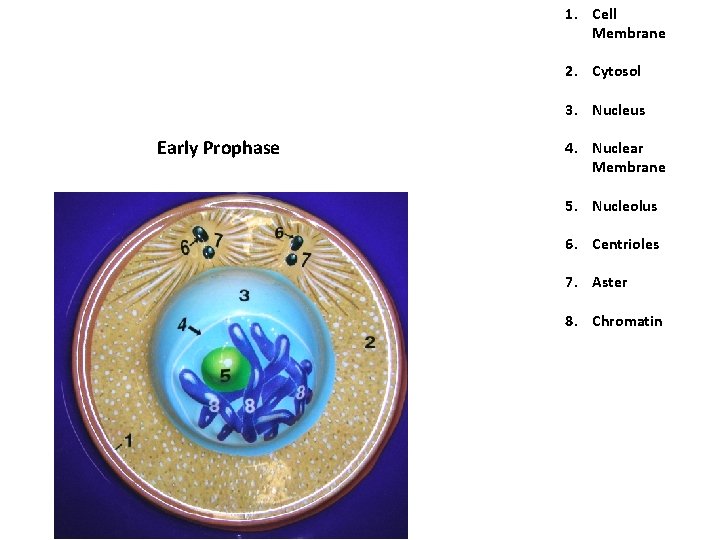 1. Cell Membrane 2. Cytosol 3. Nucleus Early Prophase 4. Nuclear Membrane 5. Nucleolus 1. Cell Membrane 2. Cytosol 3. Nucleus Early Prophase 4. Nuclear Membrane 5. Nucleolus