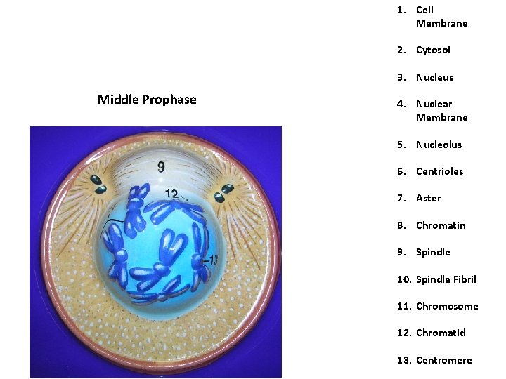 1. Cell Membrane 2. Cytosol 3. Nucleus Middle Prophase 4. Nuclear Membrane 5. Nucleolus 1. Cell Membrane 2. Cytosol 3. Nucleus Middle Prophase 4. Nuclear Membrane 5. Nucleolus