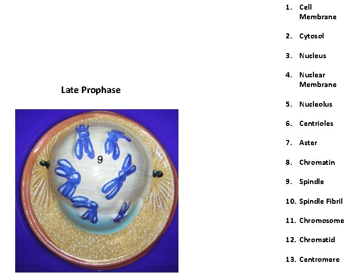 1. Cell Membrane 2. Cytosol 3. Nucleus Late Prophase 4. Nuclear Membrane 5. Nucleolus 1. Cell Membrane 2. Cytosol 3. Nucleus Late Prophase 4. Nuclear Membrane 5. Nucleolus