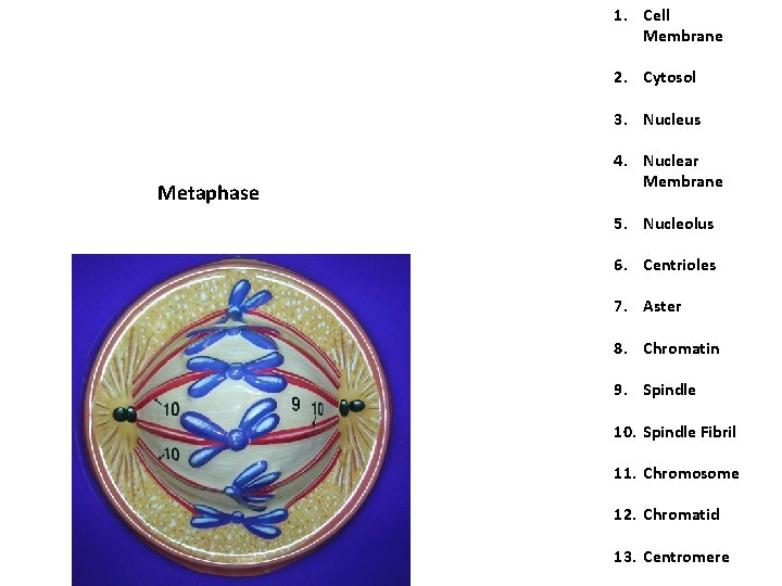 1. Cell Membrane 2. Cytosol 3. Nucleus Metaphase 4. Nuclear Membrane 5. Nucleolus 6. 1. Cell Membrane 2. Cytosol 3. Nucleus Metaphase 4. Nuclear Membrane 5. Nucleolus 6.