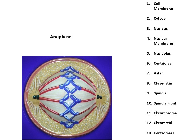 1. Cell Membrane 2. Cytosol 3. Nucleus Anaphase 4. Nuclear Membrane 5. Nucleolus 6. 1. Cell Membrane 2. Cytosol 3. Nucleus Anaphase 4. Nuclear Membrane 5. Nucleolus 6.