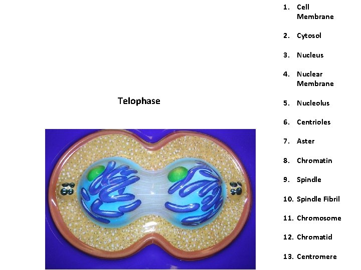 1. Cell Membrane 2. Cytosol 3. Nucleus 4. Nuclear Membrane Telophase 5. Nucleolus 6. 1. Cell Membrane 2. Cytosol 3. Nucleus 4. Nuclear Membrane Telophase 5. Nucleolus 6.
