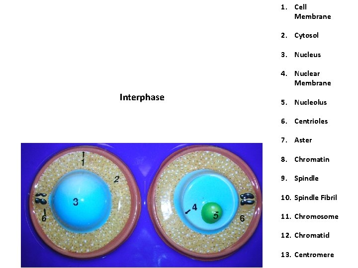 1. Cell Membrane 2. Cytosol 3. Nucleus 4. Nuclear Membrane Interphase 5. Nucleolus 6. 1. Cell Membrane 2. Cytosol 3. Nucleus 4. Nuclear Membrane Interphase 5. Nucleolus 6.