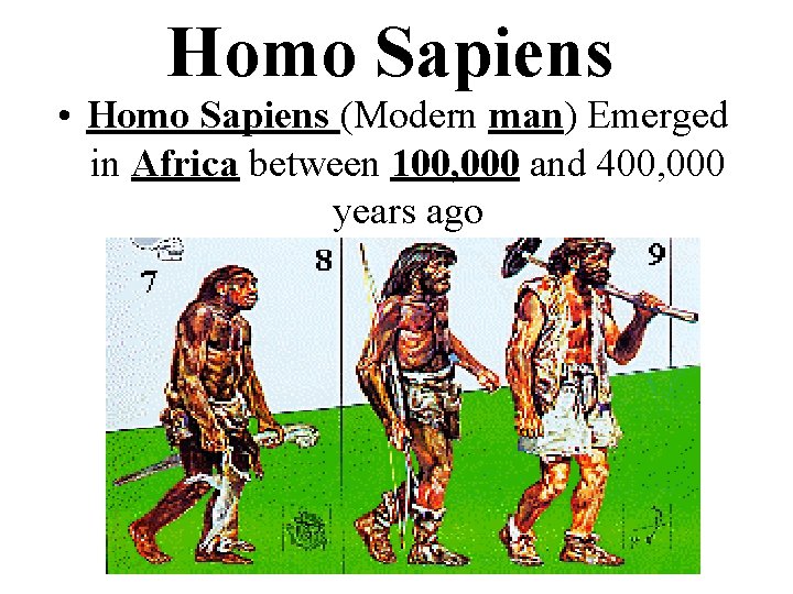 Homo Sapiens • Homo Sapiens (Modern man) Emerged in Africa between 100, 000 and
