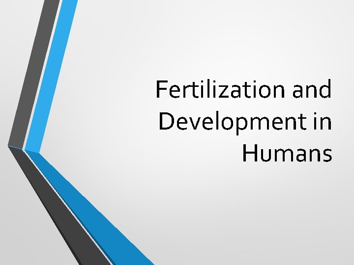 Fertilization and Development in Humans 