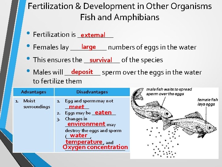 Fertilization & Development in Other Organisms Fish and Amphibians • Fertilization is _____ external