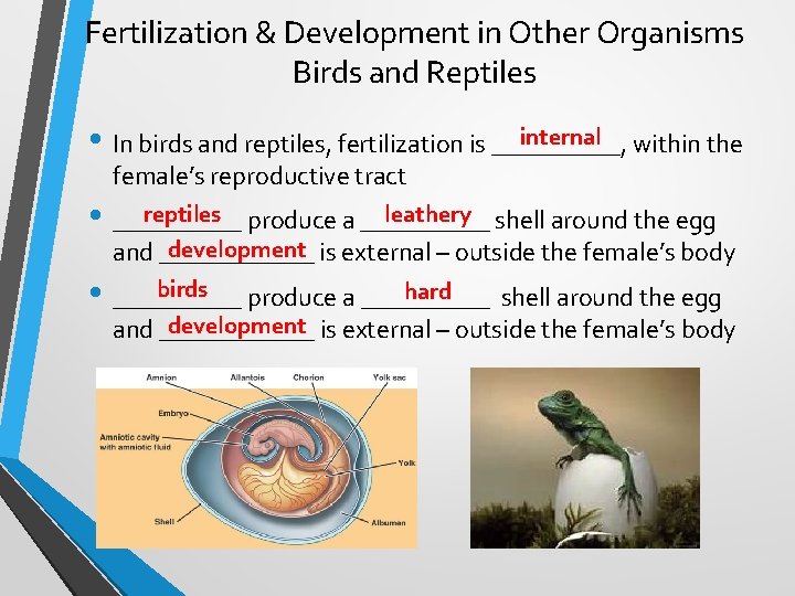 Fertilization & Development in Other Organisms Birds and Reptiles internal within the • In