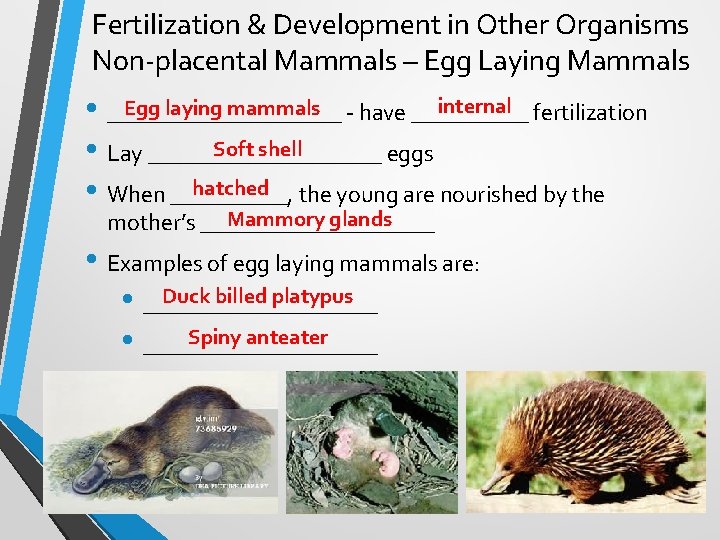 Fertilization & Development in Other Organisms Non-placental Mammals – Egg Laying Mammals internal fertilization