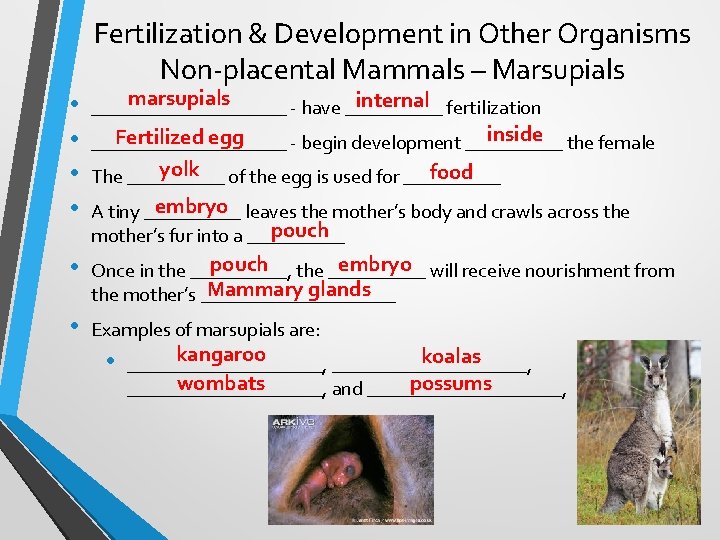 Fertilization & Development in Other Organisms Non-placental Mammals – Marsupials • • marsupials internal