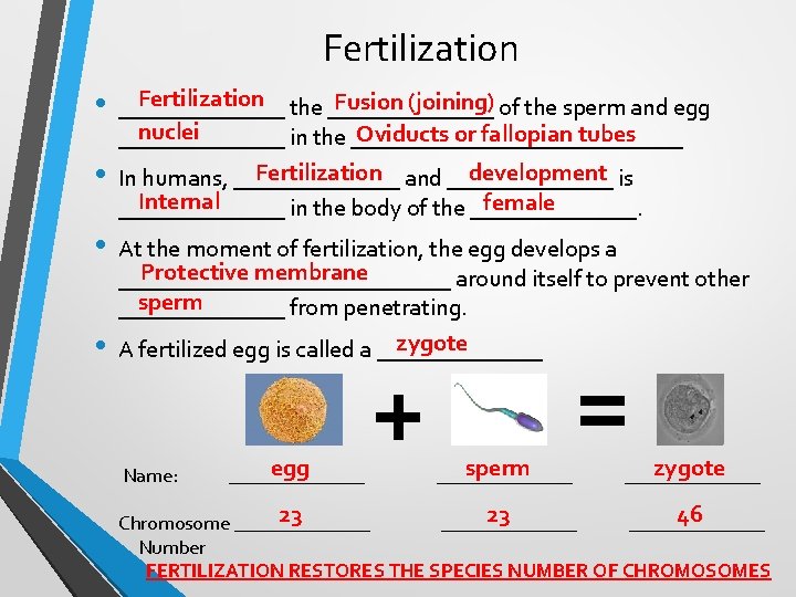 Fertilization • • Fertilization the _______ Fusion (joining) of the sperm and egg _______