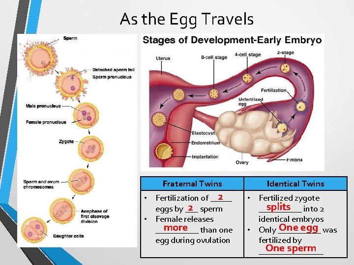 As the Egg Travels Fraternal Twins 2 • Fertilization of _____ 2 sperm eggs