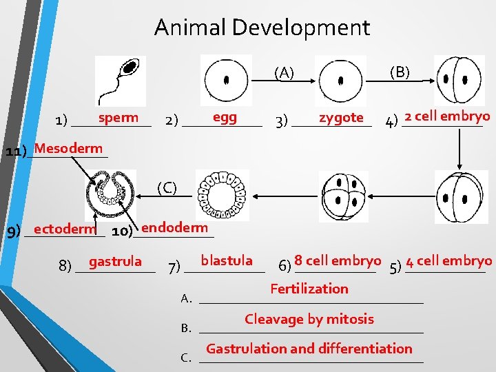 Animal Development (A) (B) 2 cell embryo egg zygote 4) _____ sperm 1) _____