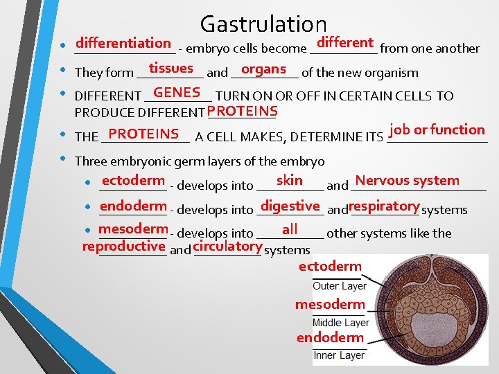 Gastrulation • • • different from one another differentiation - embryo cells become _______________