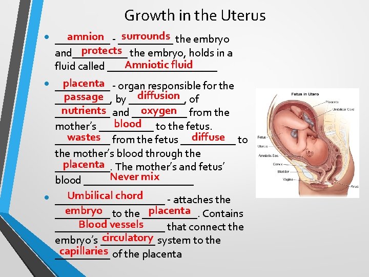 Growth in the Uterus • surrounds the embryo amnion - __________ protects the embryo,