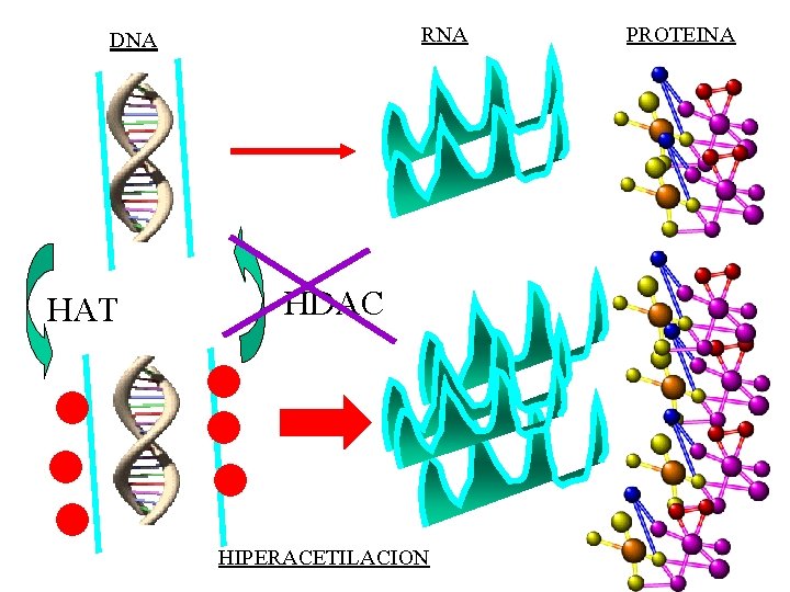 RNA DNA HAT HDAC HIPERACETILACION PROTEINA 