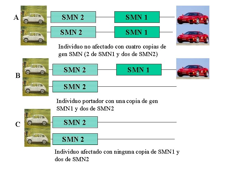 A SMN 2 SMN 1 Individuo no afectado con cuatro copias de gen SMN