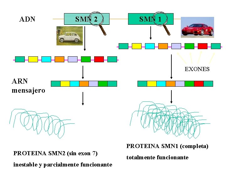 ADN SMN 2 SMN 1 EXONES ARN mensajero PROTEINA SMN 1 (completa) PROTEINA SMN