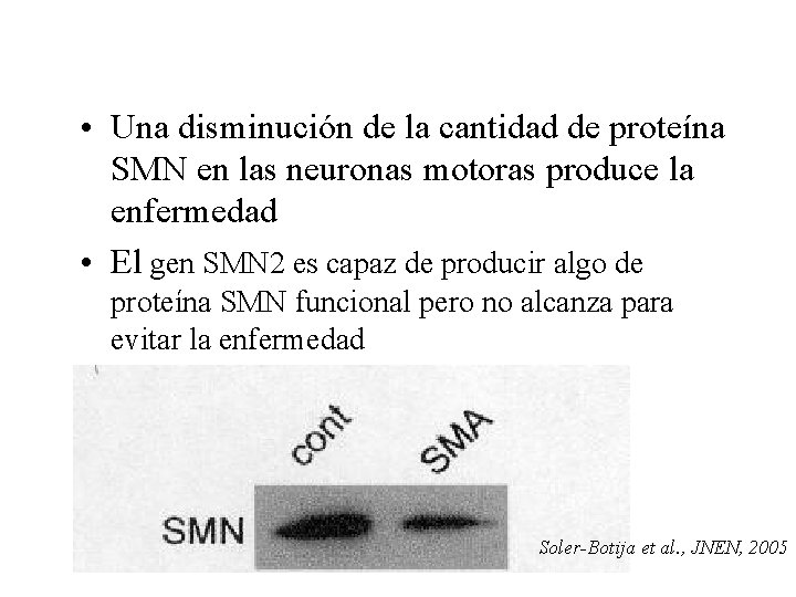 • Una disminución de la cantidad de proteína SMN en las neuronas motoras