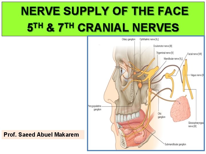 NERVE SUPPLY OF THE FACE 5 TH & 7 TH CRANIAL NERVES Prof. Saeed