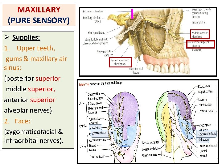 MAXILLARY (PURE SENSORY) Ø Supplies: 1. Upper teeth, gums & maxillary air sinus: (posterior