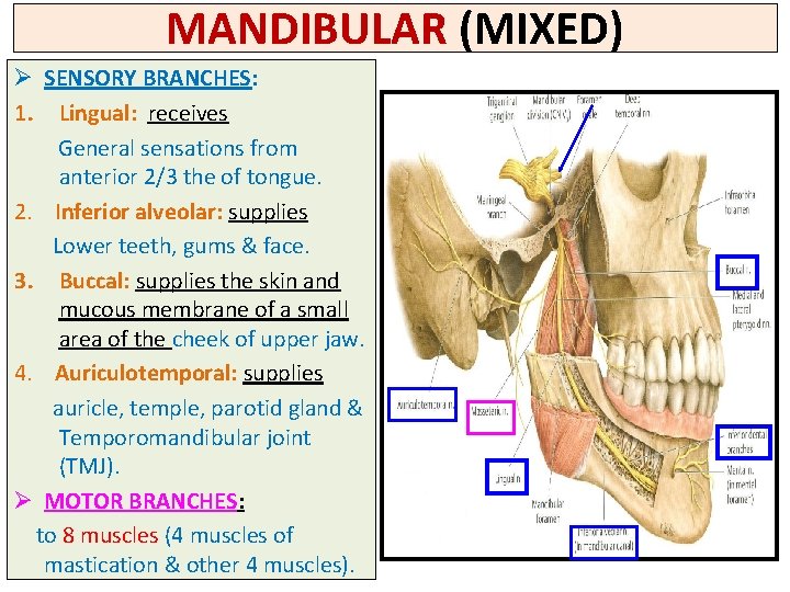 MANDIBULAR (MIXED) Ø SENSORY BRANCHES: 1. Lingual: receives General sensations from anterior 2/3 the