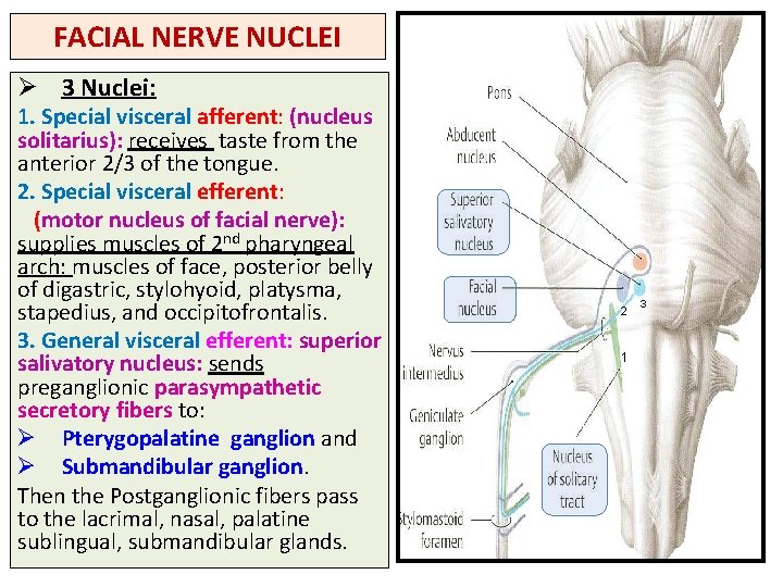 FACIAL NERVE NUCLEI Ø 3 Nuclei: 1. Special visceral afferent: (nucleus solitarius): receives taste