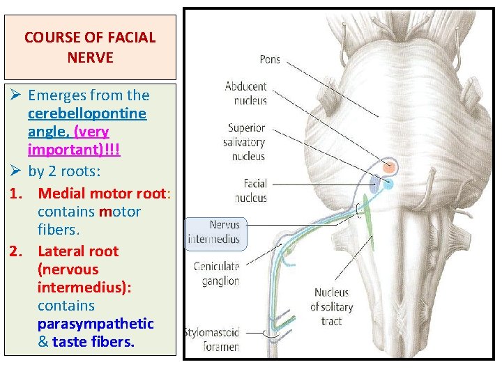 COURSE OF FACIAL NERVE Ø Emerges from the cerebellopontine angle, (very important)!!! Ø by