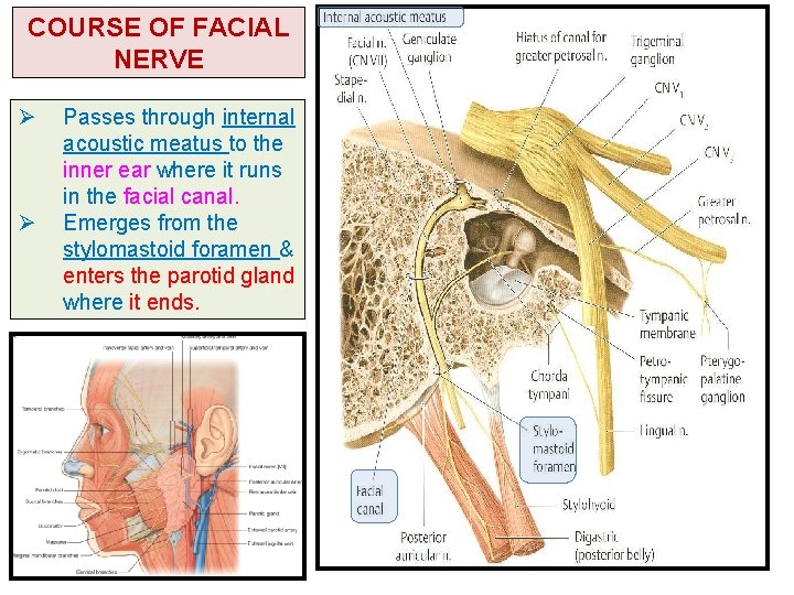 COURSE OF FACIAL NERVE Ø Ø Passes through internal acoustic meatus to the inner