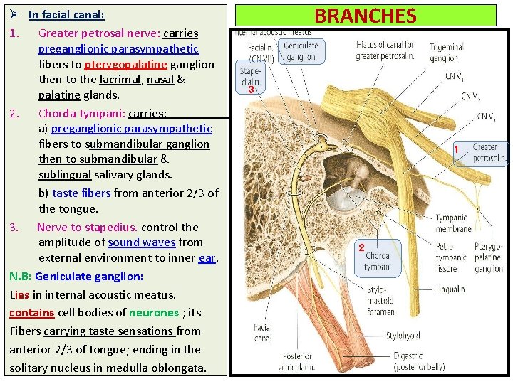 Ø In facial canal: 1. Greater petrosal nerve: carries preganglionic parasympathetic fibers to pterygopalatine