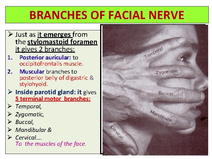 BRANCHES OF FACIAL NERVE Ø Just as it emerges from the stylomastoid foramen it