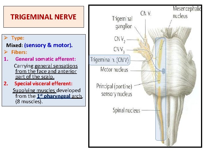 TRIGEMINAL NERVE Ø Type: Mixed: (sensory & motor). Ø Fibers: 1. General somatic afferent: