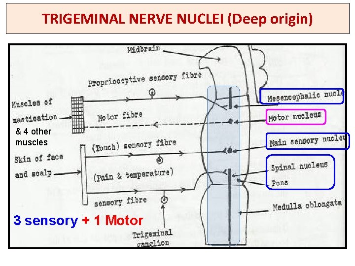 TRIGEMINAL NERVE NUCLEI (Deep origin) & 4 other muscles 3 sensory + 1 Motor