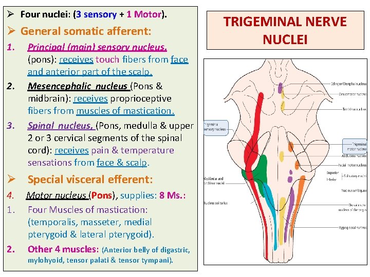 Ø Four nuclei: (3 sensory + 1 Motor). Ø General somatic afferent: 1. 2.