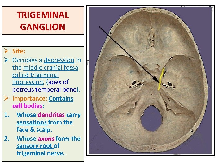 TRIGEMINAL GANGLION Ø Site: Ø Occupies a depression in the middle cranial fossa called