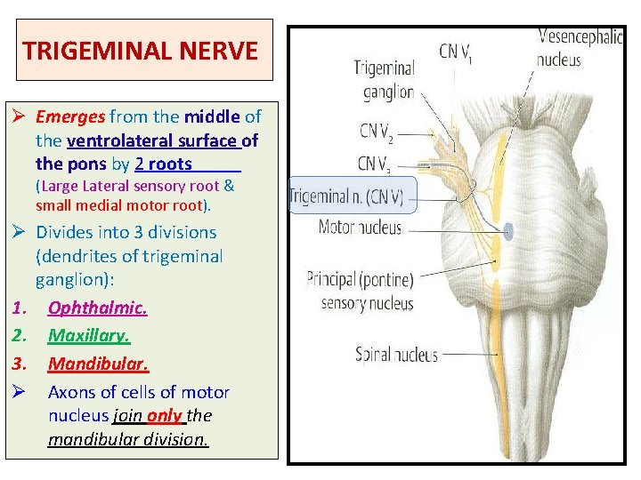 TRIGEMINAL NERVE Ø Emerges from the middle of the ventrolateral surface of the pons