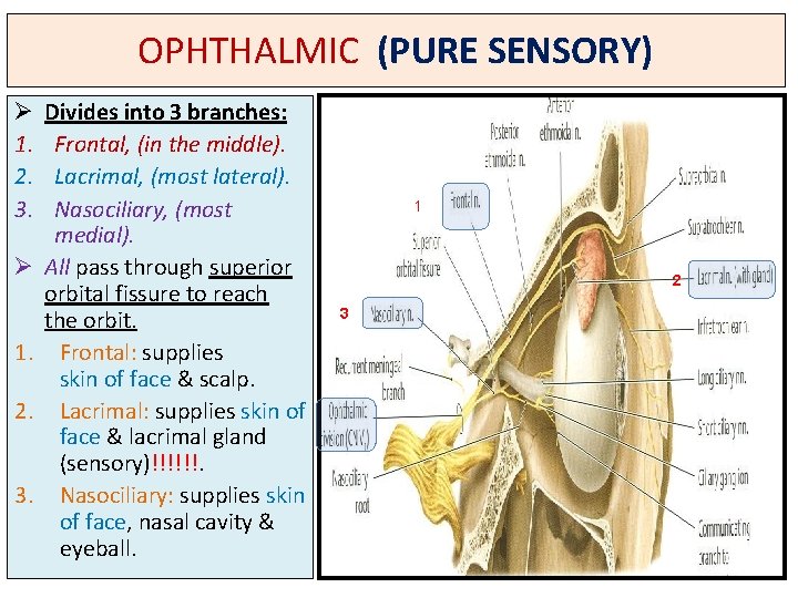 OPHTHALMIC (PURE SENSORY) Ø 1. 2. 3. Divides into 3 branches: Frontal, (in the