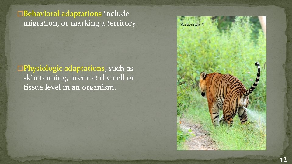 �Behavioral adaptations include migration, or marking a territory. �Physiologic adaptations, such as skin tanning,