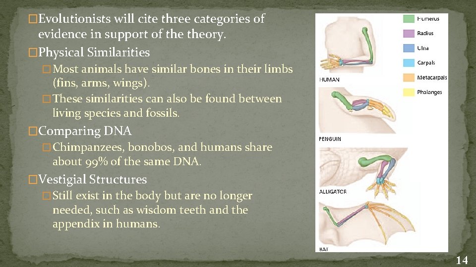 �Evolutionists will cite three categories of evidence in support of theory. �Physical Similarities �