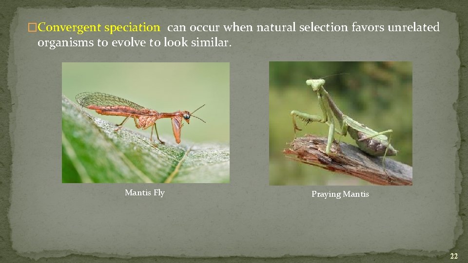 �Convergent speciation can occur when natural selection favors unrelated organisms to evolve to look