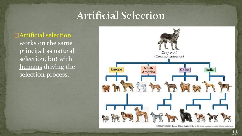 Artificial Selection �Artificial selection works on the same principal as natural selection, but with