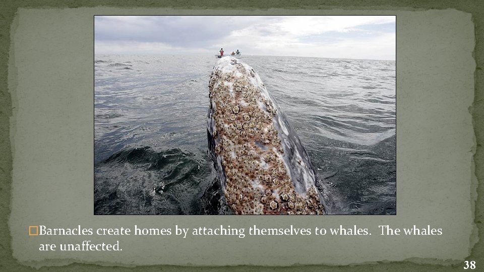 �Barnacles create homes by attaching themselves to whales. The whales are unaffected. 38 
