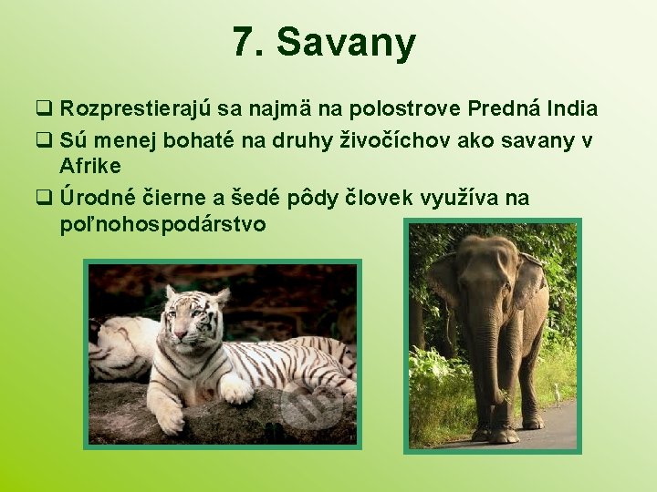 7. Savany Rozprestierajú sa najmä na polostrove Predná India Sú menej bohaté na druhy